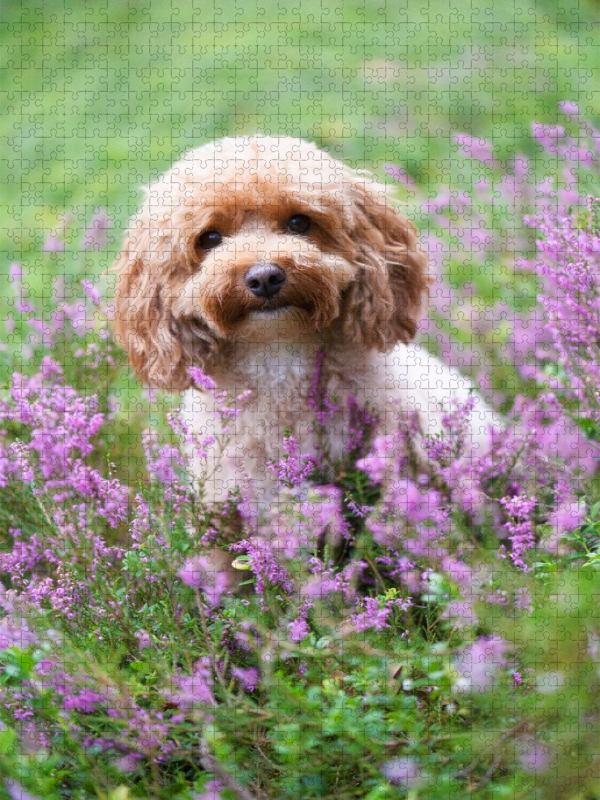Maltipoo in der blühenden Heide