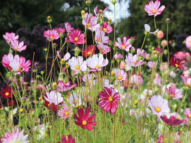 Cosmea oder Schmuckkörbchen in der Blumenwiese