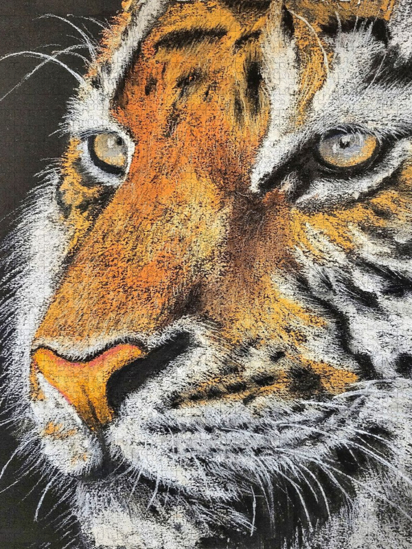 Im Blick des Tigers