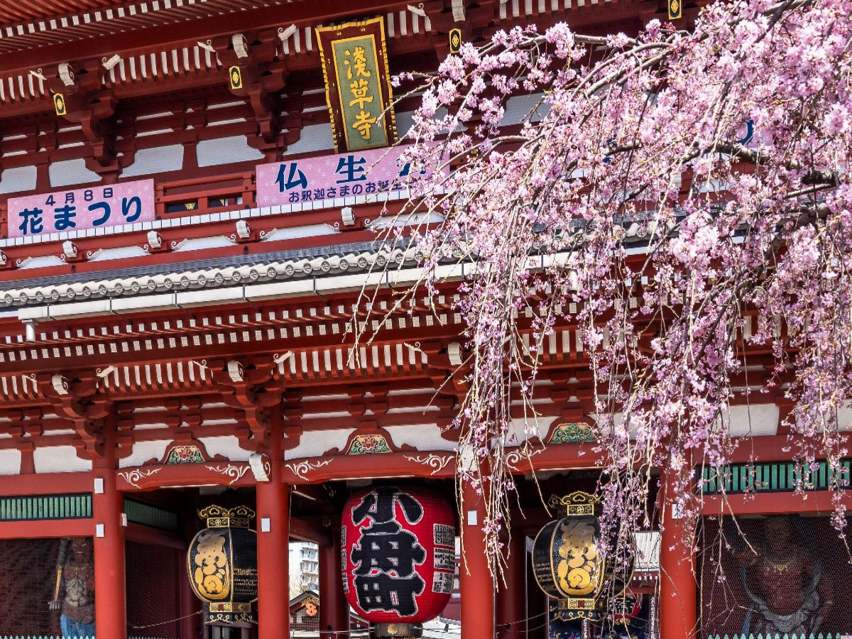 TOKIO Asakusa mit Hozomon Tor zur Kirschblüte