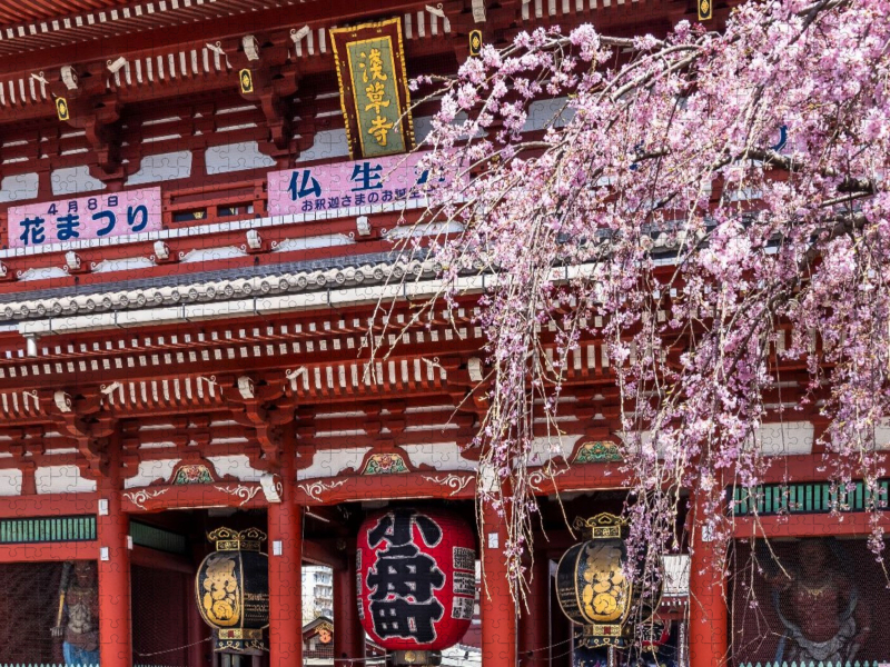 TOKIO Asakusa mit Hozomon Tor zur Kirschblüte