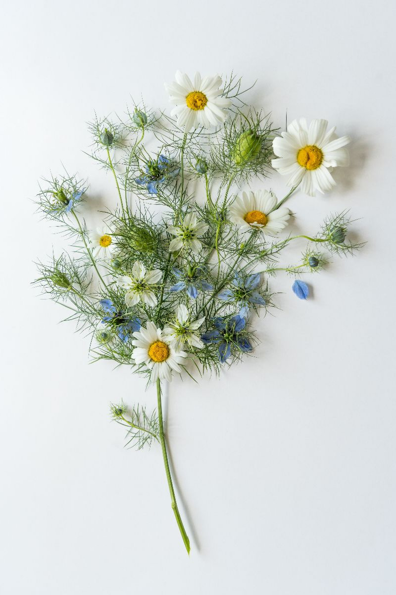 Tanz der Wildblumen