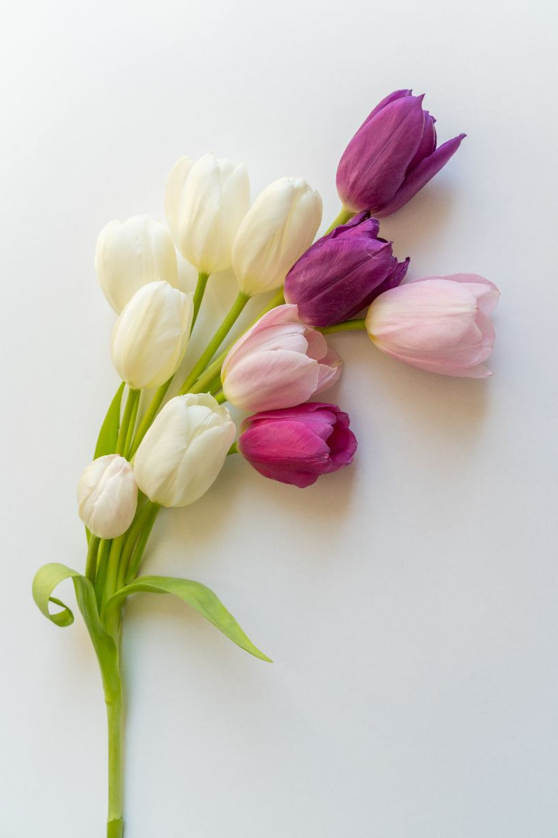 Tulpenzauber