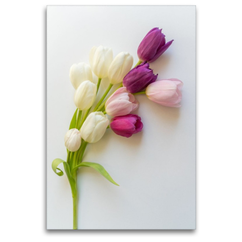 Tulpenzauber