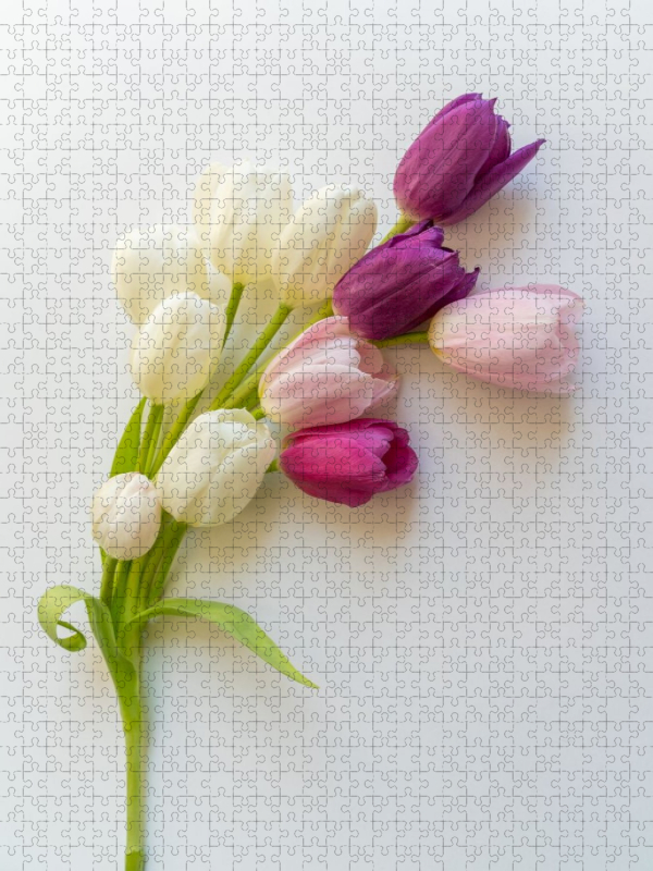Tulpenzauber