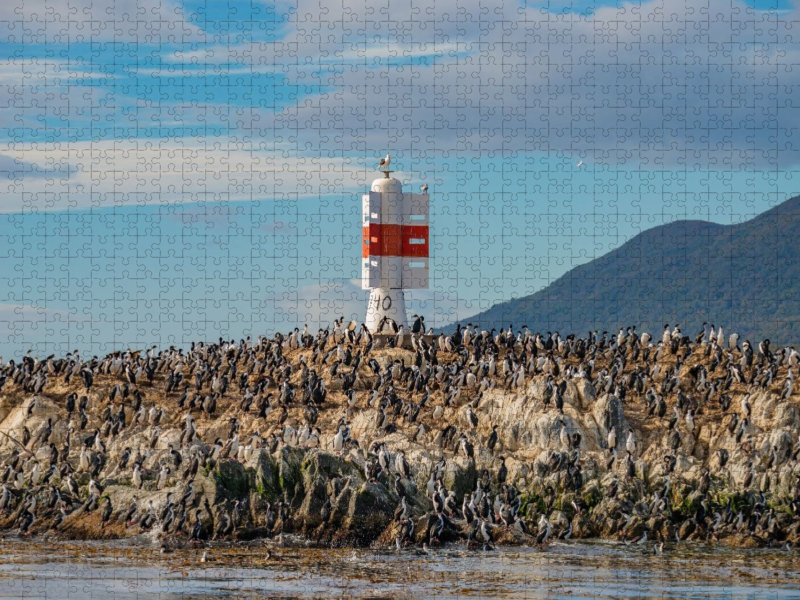 Patagonien, Tierra del Fuego: König Kormorane im Beagle-Kanal