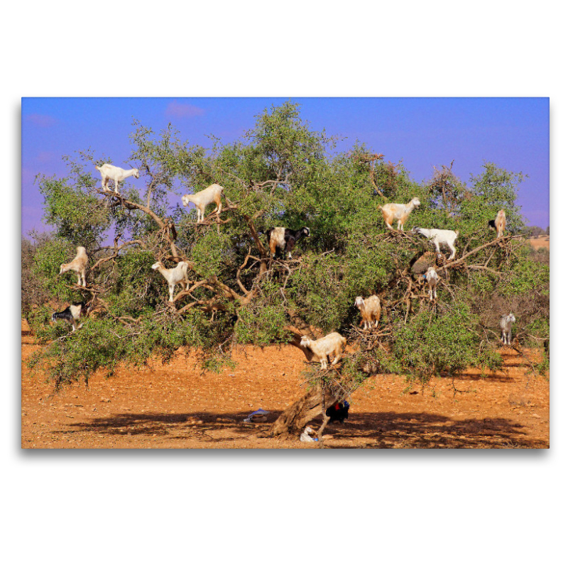 Ziegen auf Argan-Baum, bei Rabat/Marokko