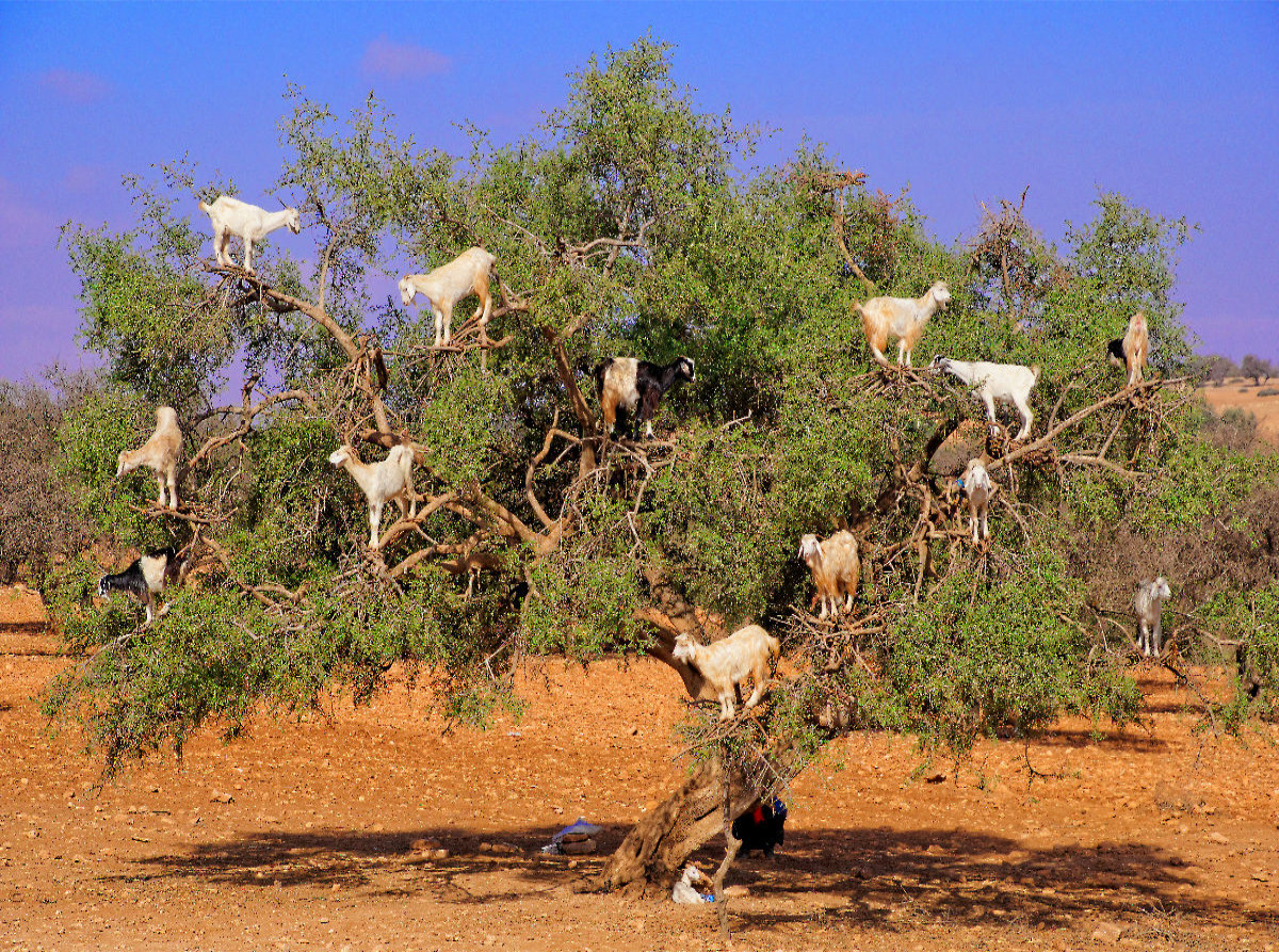 Ziegen auf Argan-Baum, bei Rabat/Marokko