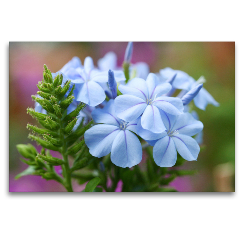 Bleiwurz, Plumbago