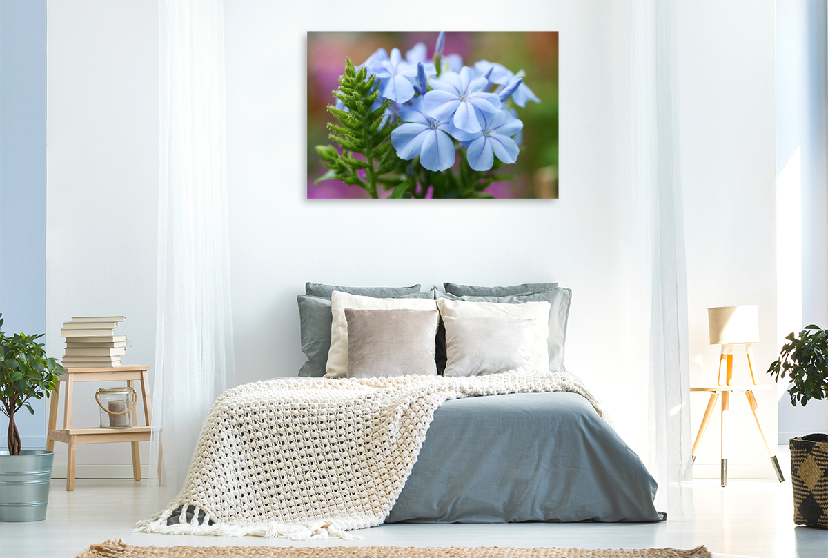 Bleiwurz, Plumbago