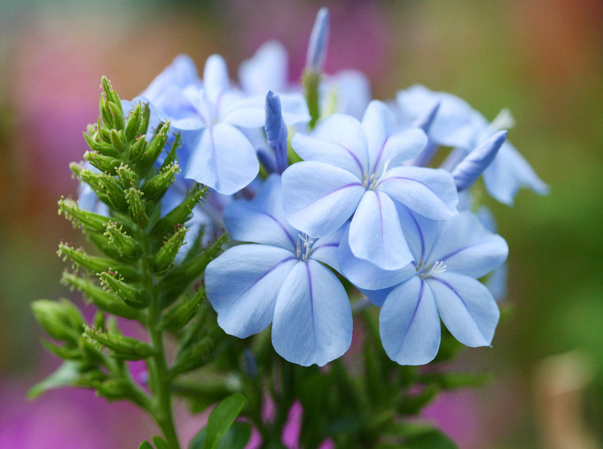 Bleiwurz, Plumbago