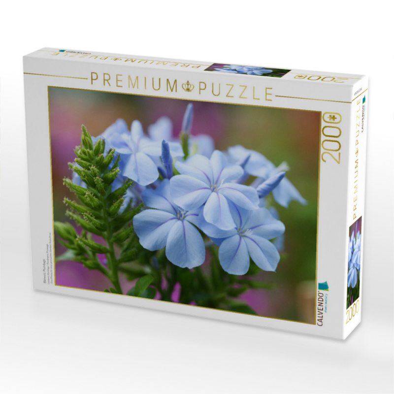 Bleiwurz, Plumbago