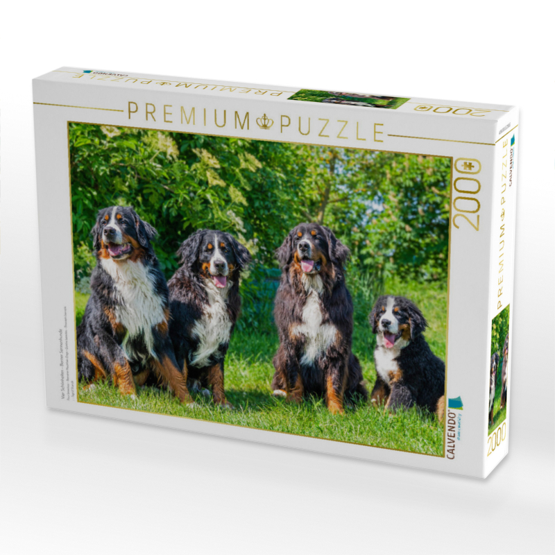 Vier Schönheiten - Berner Sennenhunde