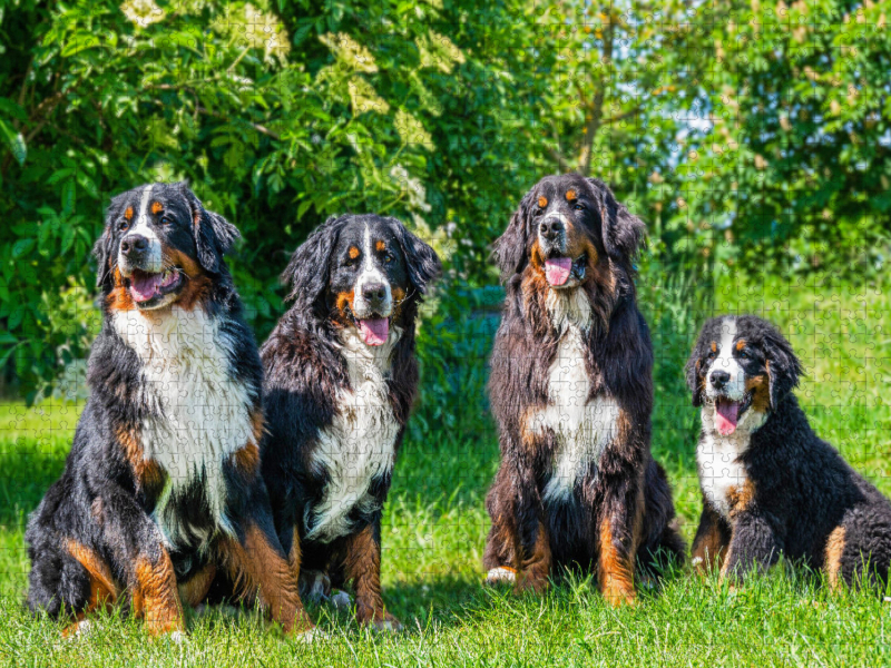 Vier Schönheiten - Berner Sennenhunde