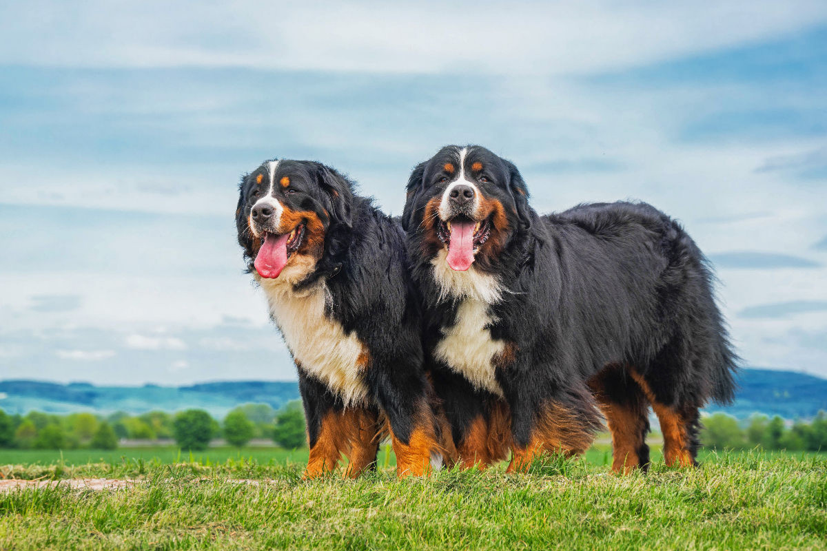 Zusammen durch dick und dünn - zwei Berner Sennenhunde