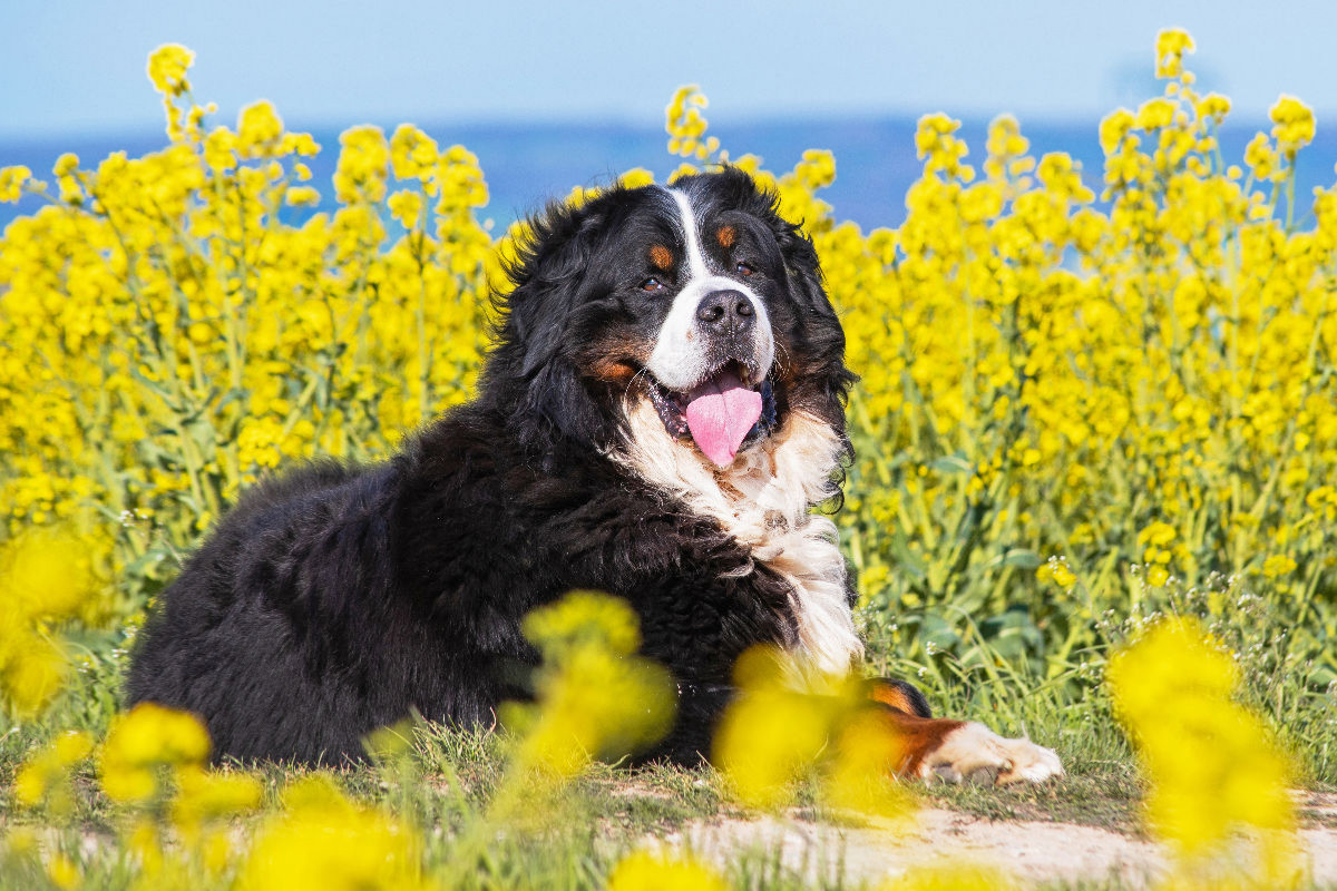 Berner Sennenhund auf dem Weg durch die Rapsfelder