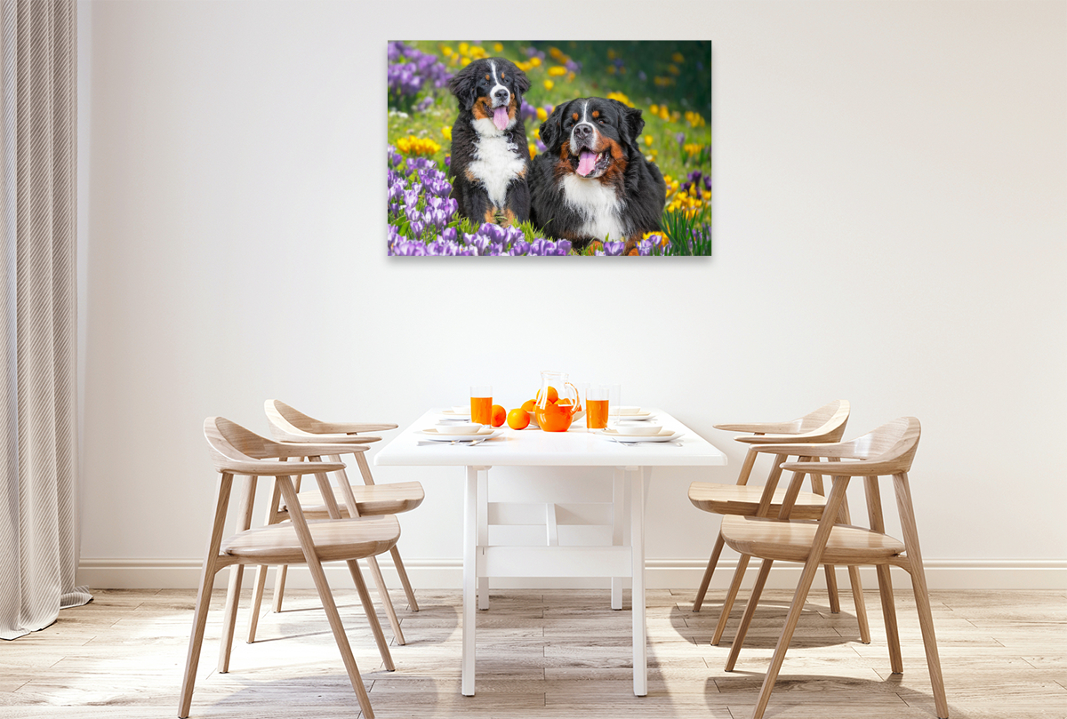 Berner Sennenhunde - Endlich Frühling