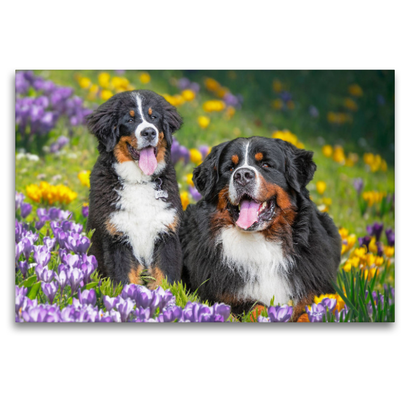 Berner Sennenhunde - Endlich Frühling