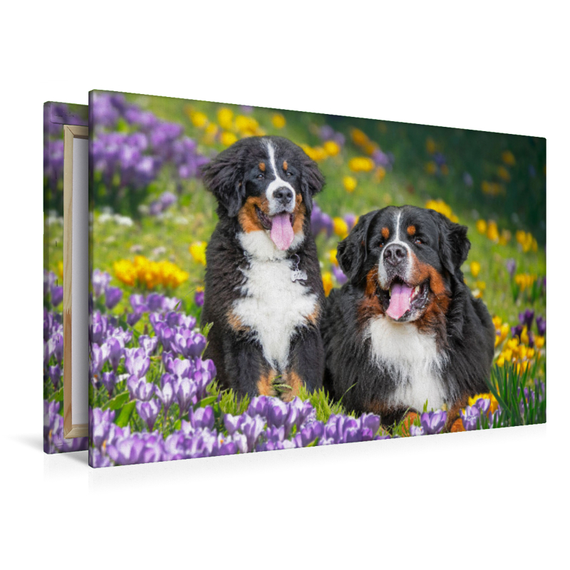 Berner Sennenhunde - Endlich Frühling