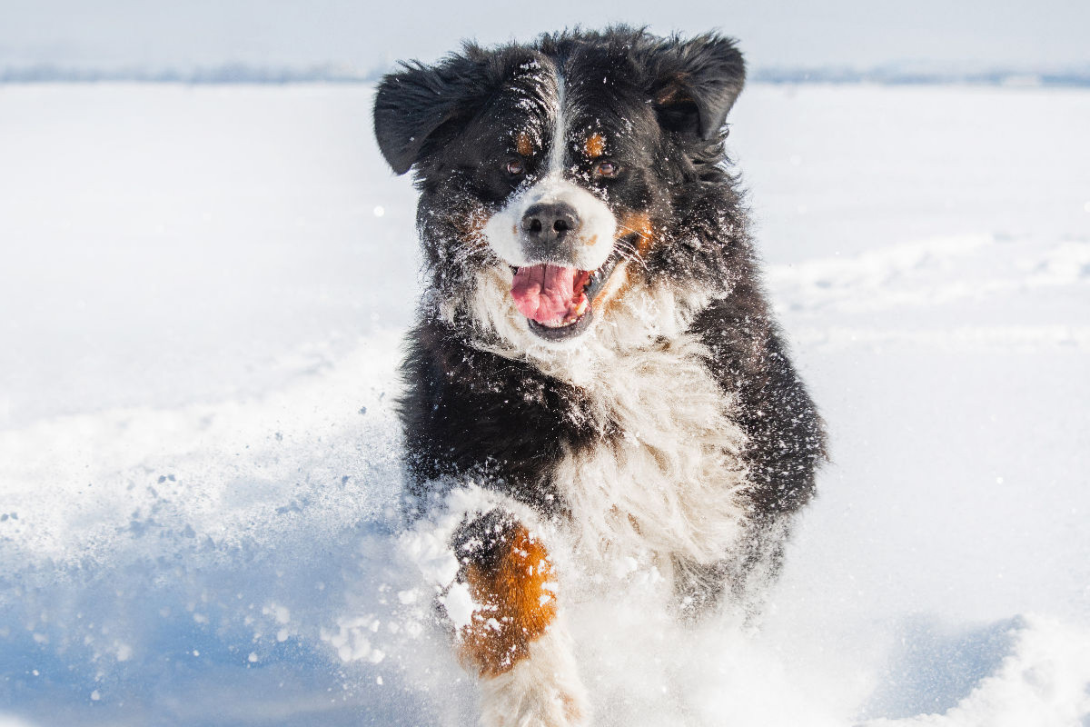 Berner Sennenhund in seinem Element