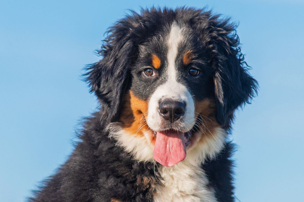 Ein entzückender junger Berner Sennenhund