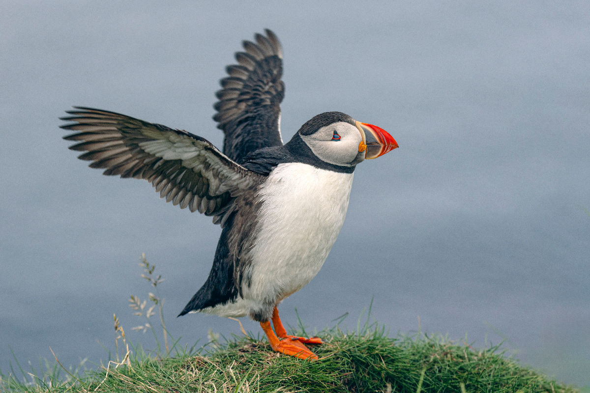 Puffin