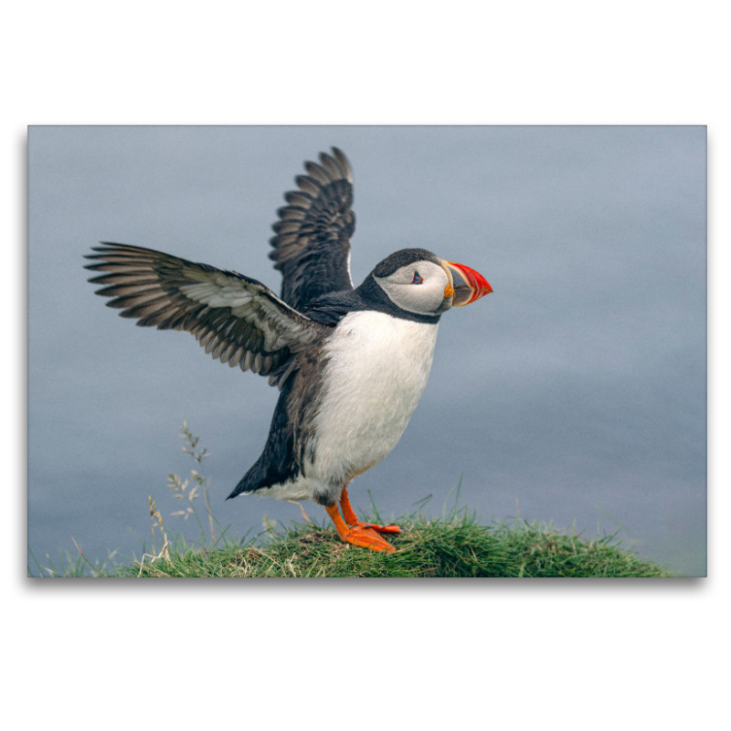 Puffin