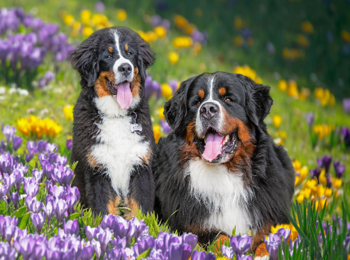 Berner Sennenhunde - Endlich Frühling