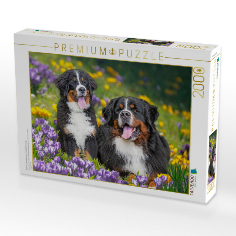 Berner Sennenhunde - Endlich Frühling