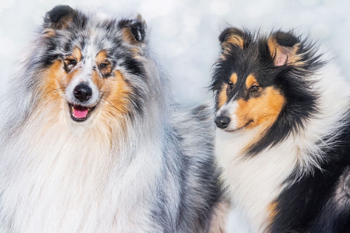 Collies - Rüde und Hündin