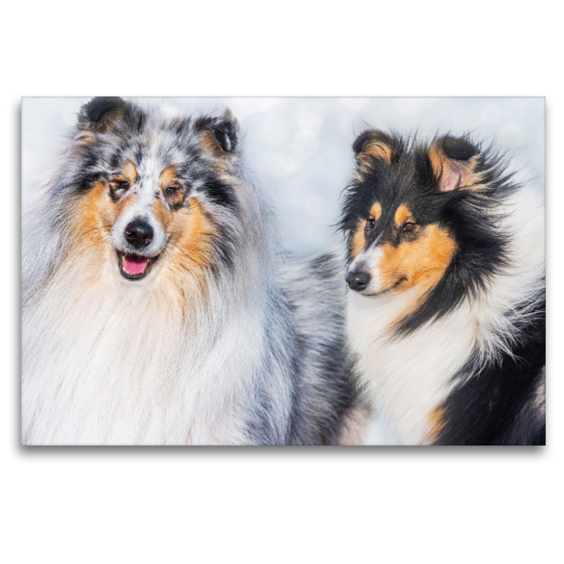 Collies - Rüde und Hündin