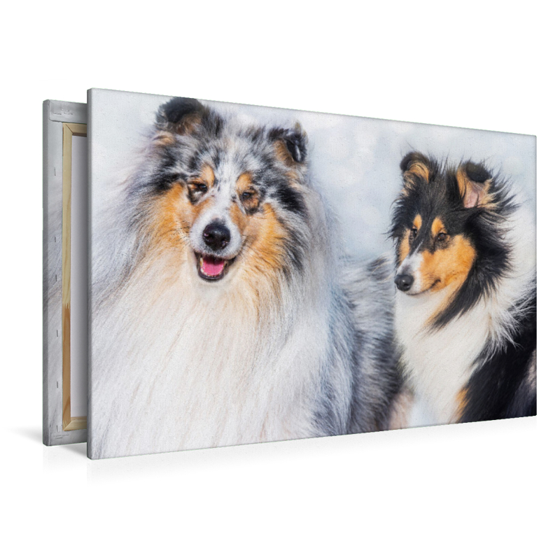 Collies - Rüde und Hündin