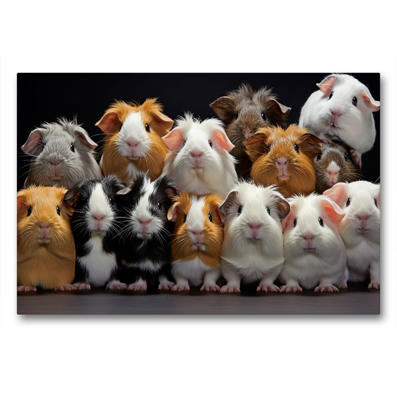 viele Meerschweinchen übereinander
