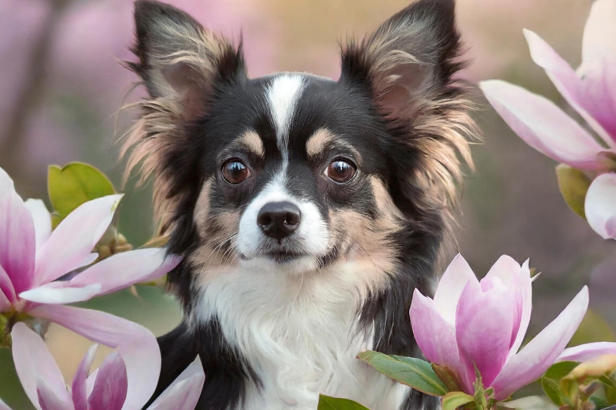 Portrait eines schwarz-weißen Chihuahua der durch Magnolien schaut