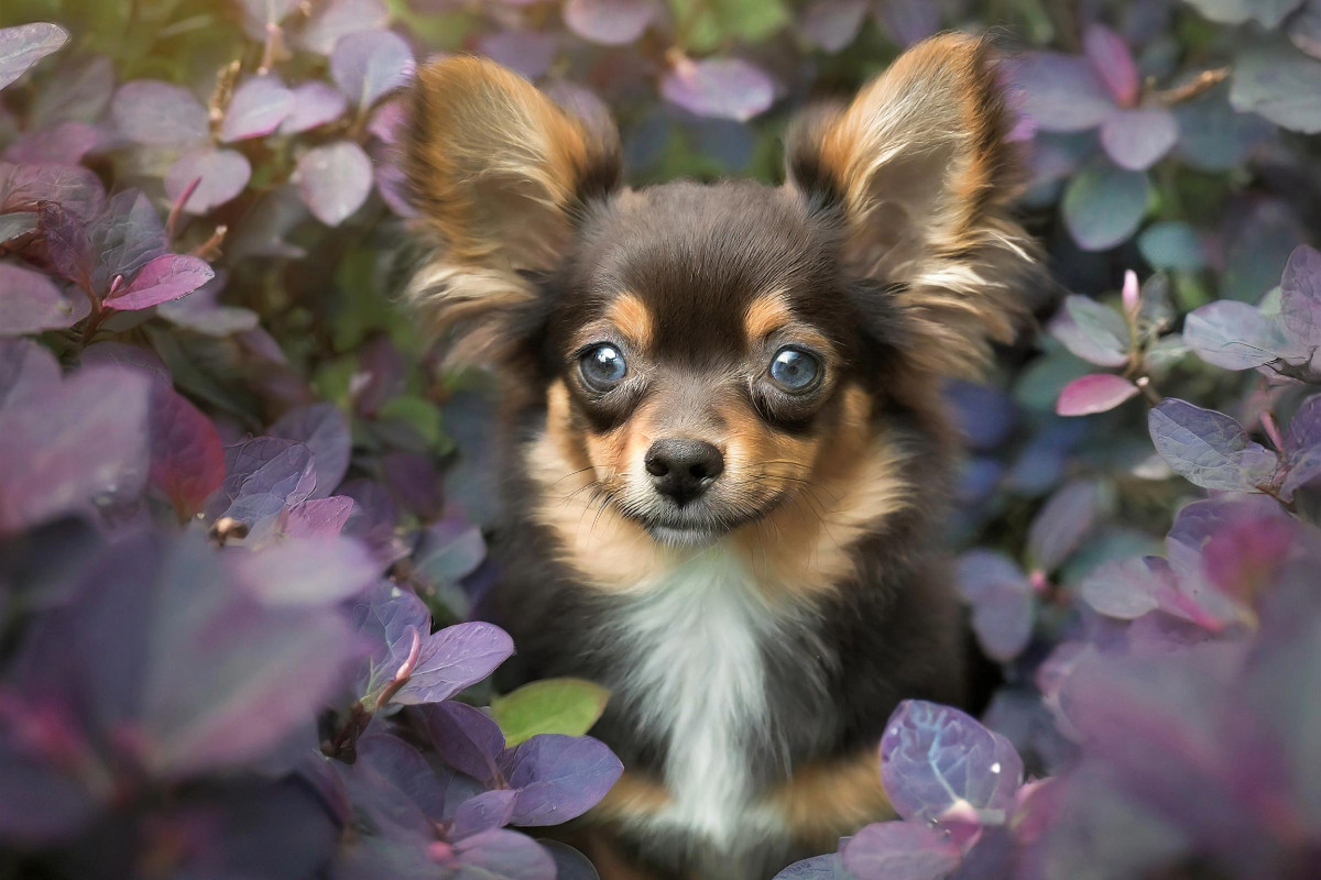 Ein kleiner dunkelbrauner Chihuahua schaut durch aubergine farbene Blätter