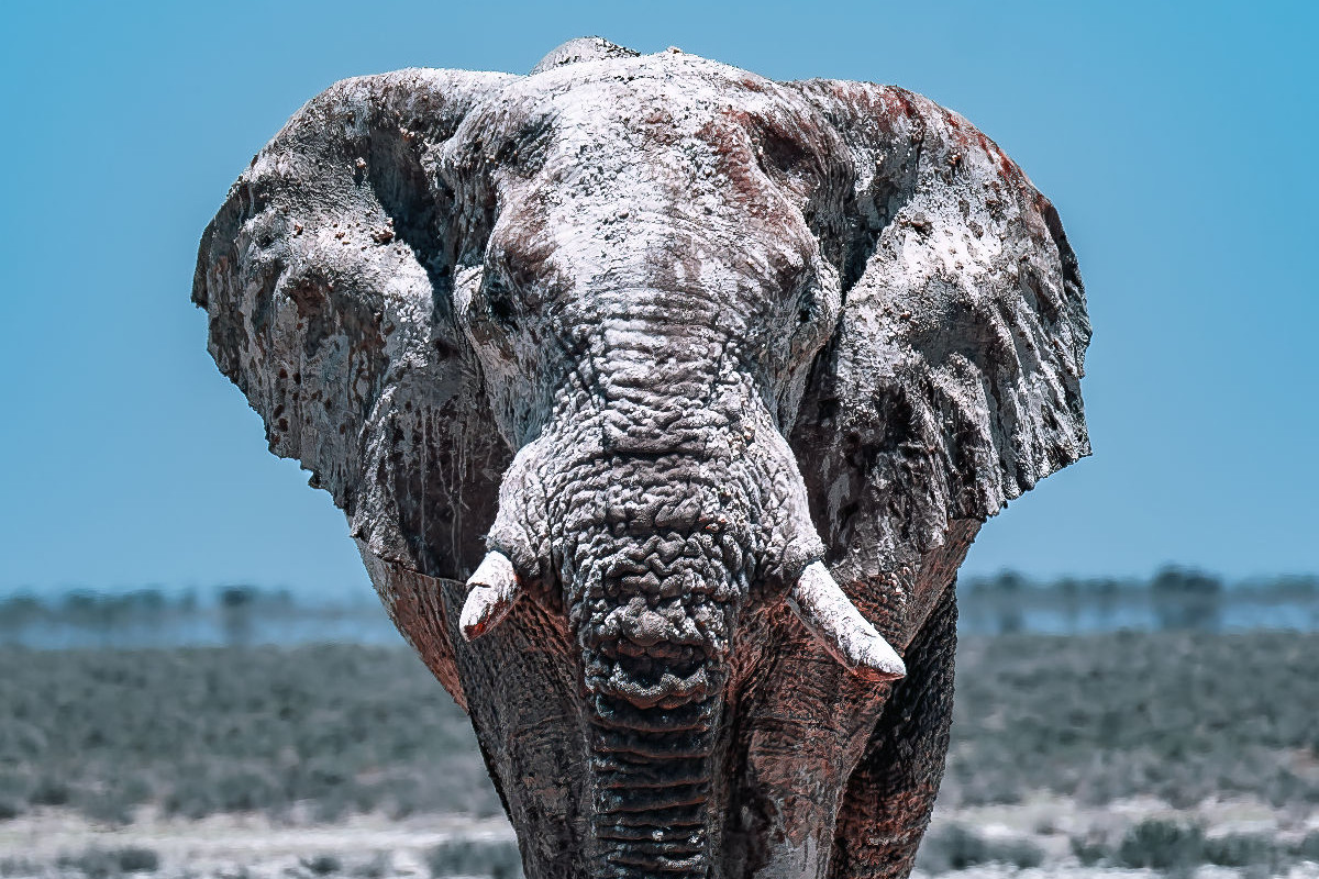 Die Giganten in Namibias Etosha Nationalpark