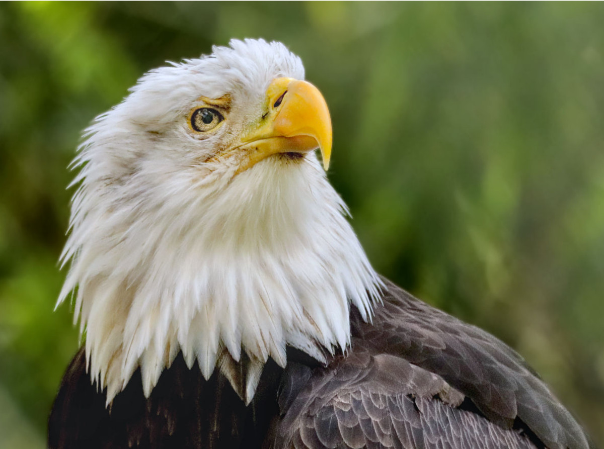 Weißkopfseeadler im Porträt