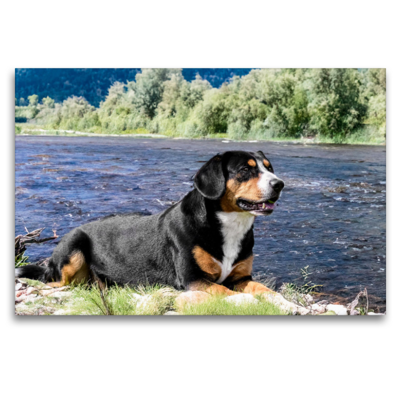 Entlebucher Rüde am Fluss