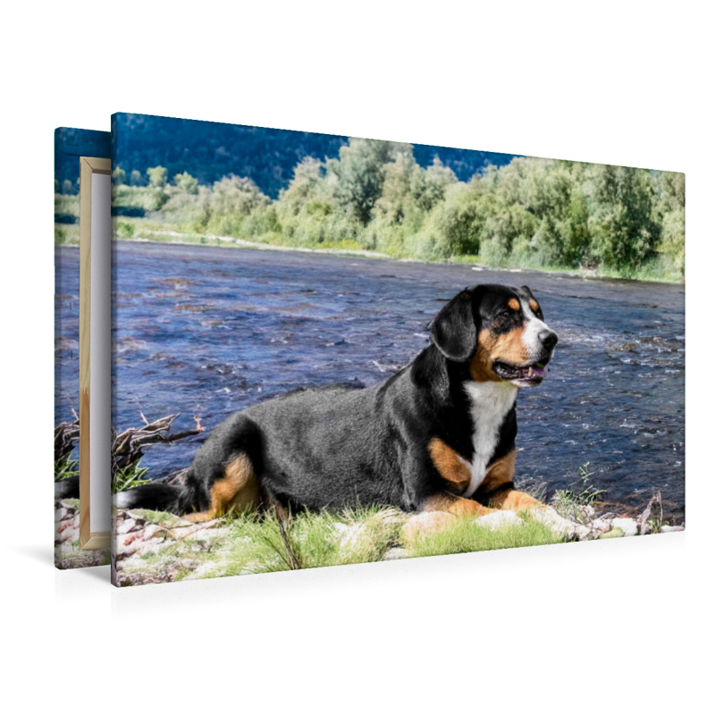 Entlebucher Rüde am Fluss