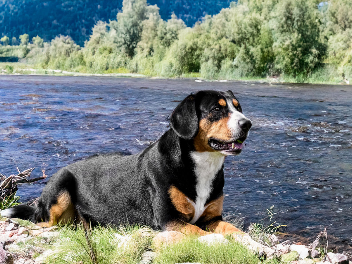 Entlebucher Rüde am Fluss