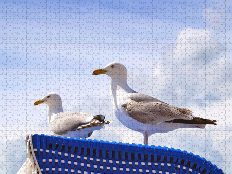 Möwen auf einem Strandkorb an der Ostsee