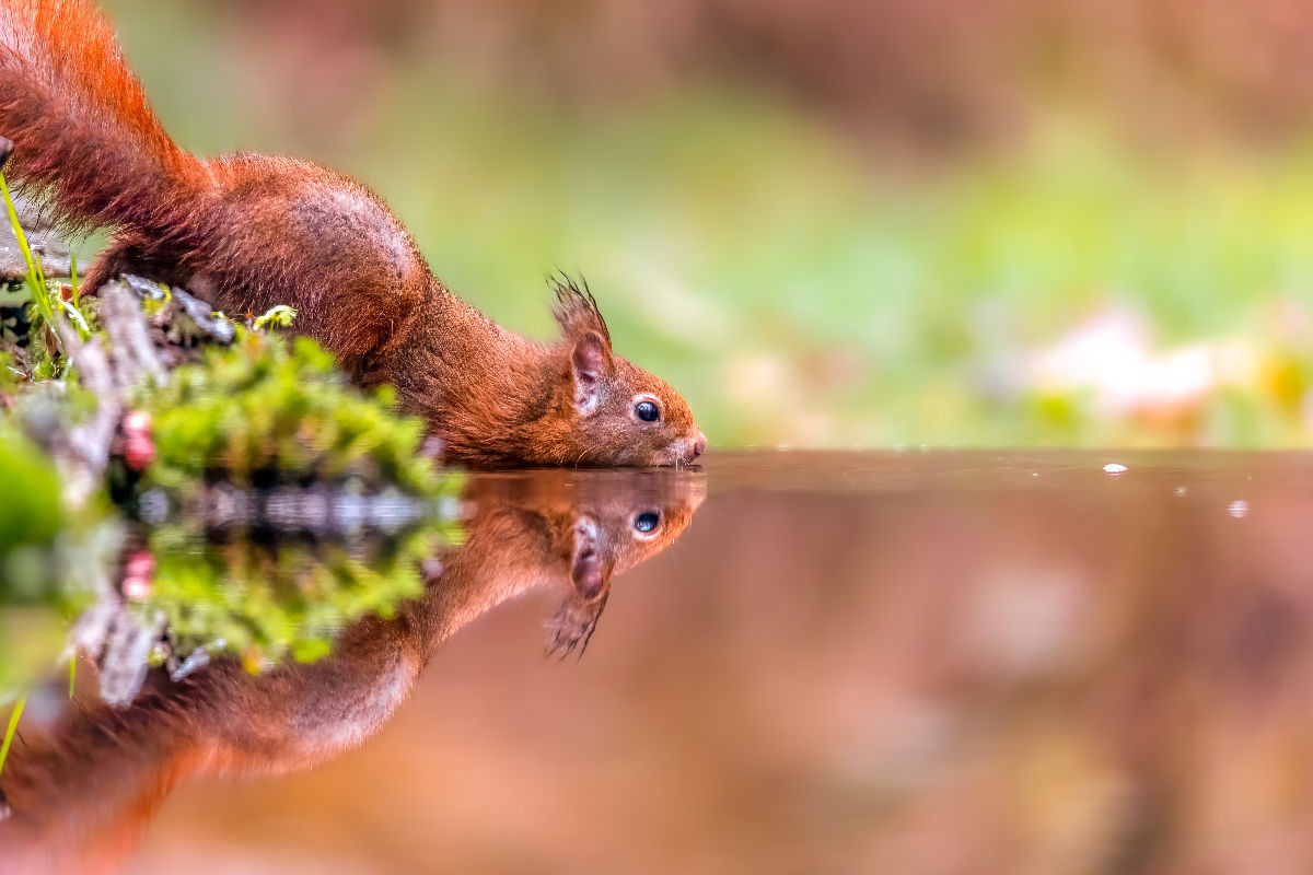 Spiegelndes Eichhörnchen