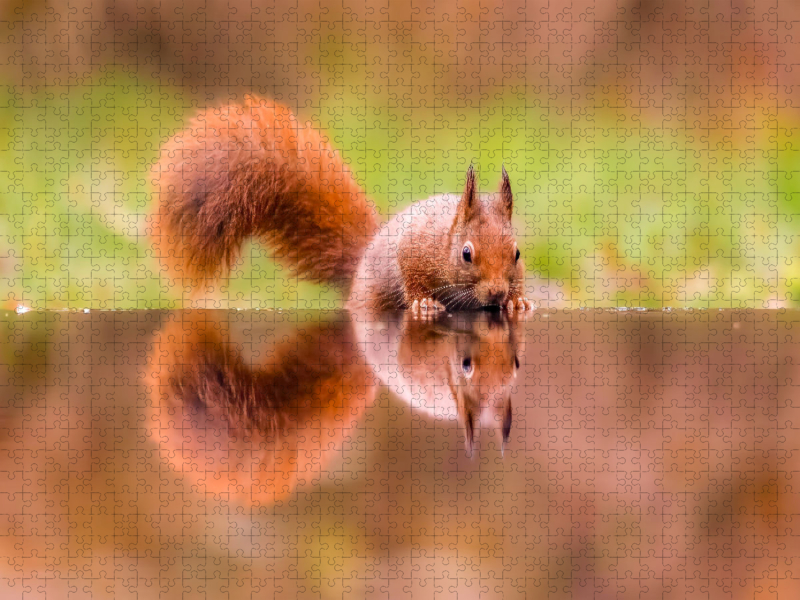 Eichhörnchen trinkt und spiegelt sich im Wasser