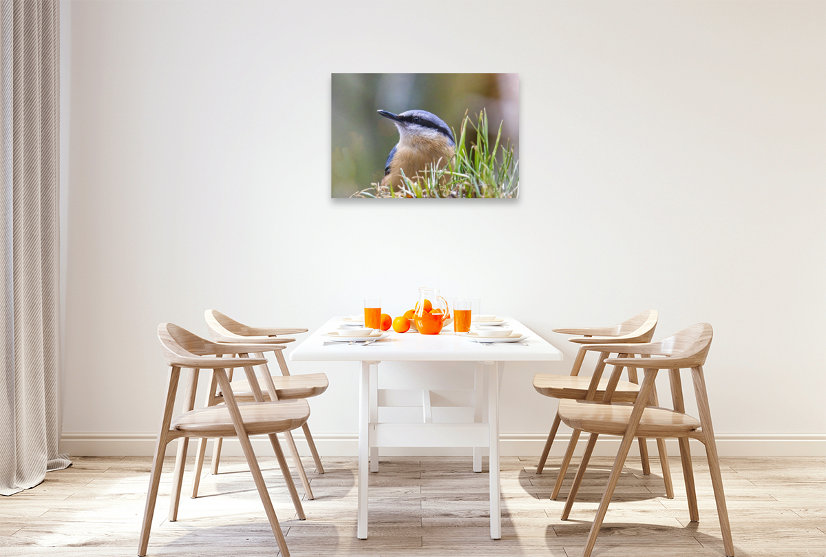 Aufmerksamer Kleiber