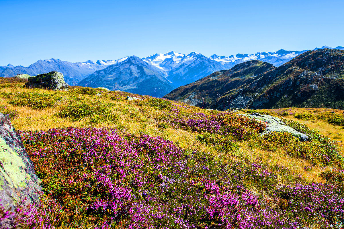 Ein blühender Erikateppich am Steinkogel