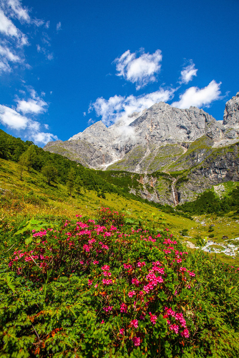 Blühender Almrausch auf der Riedingalm