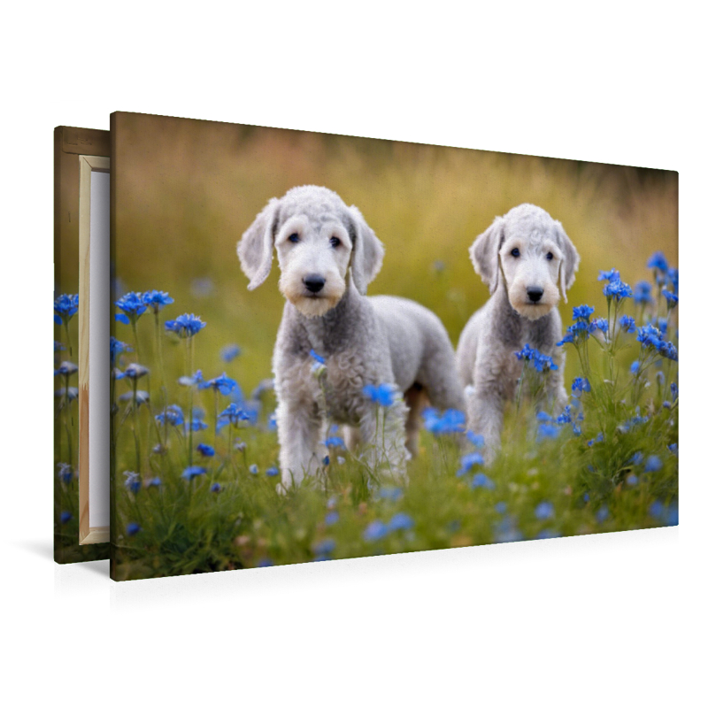 Bedlington Terrier Welpen