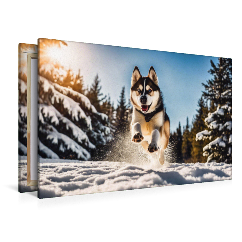 Husky mit wilden Sprüngen im Schnee