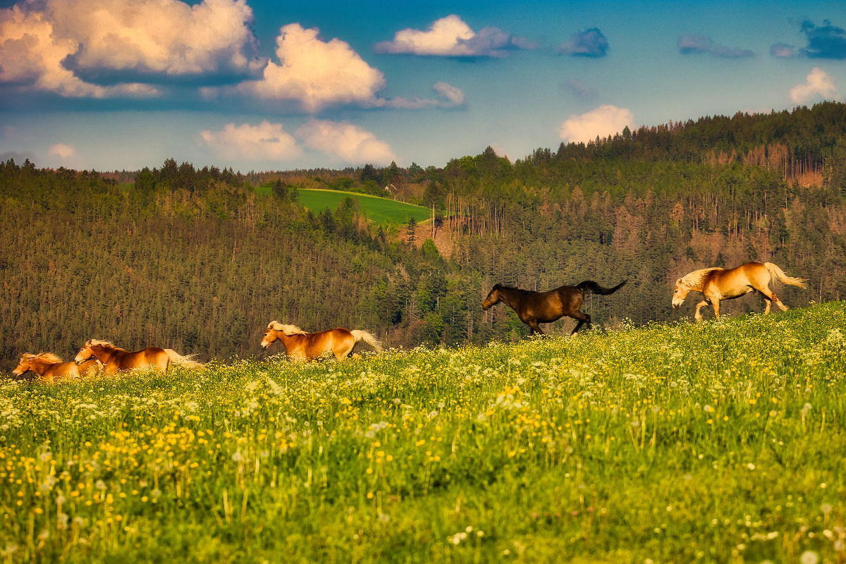 Haflinger in malerischer Natur