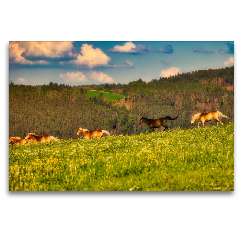 Haflinger in malerischer Natur